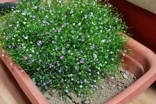 满天星的花语，红色满天星代表热情澎湃