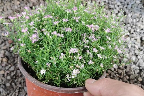 满天星的花语，红色满天星代表热情澎湃