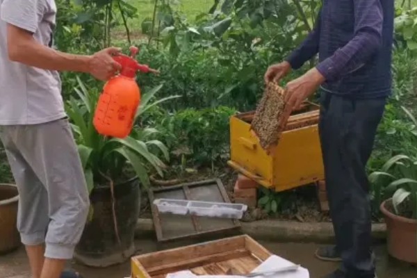 如何治蜂螨，可断子灭杀