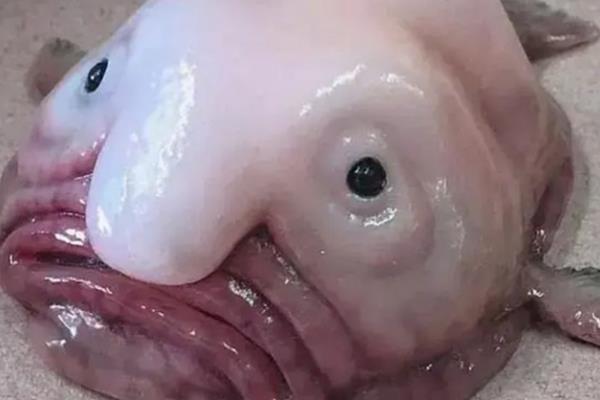 水滴鱼是什么鱼，又名忧伤鱼或软隐棘杜父鱼