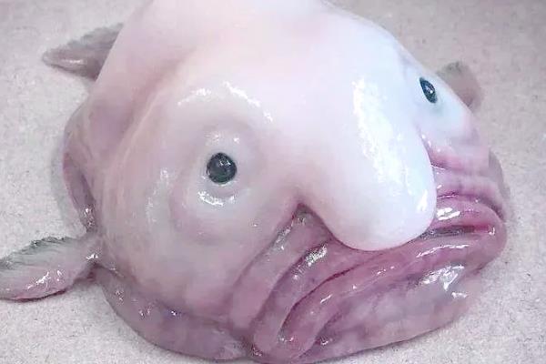 水滴鱼是什么鱼，又名忧伤鱼或软隐棘杜父鱼