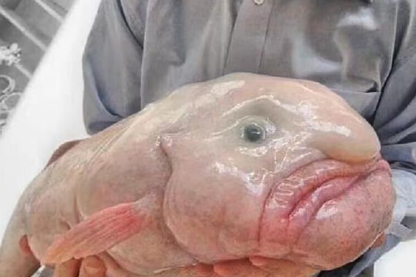 水滴鱼是什么鱼，又名忧伤鱼或软隐棘杜父鱼