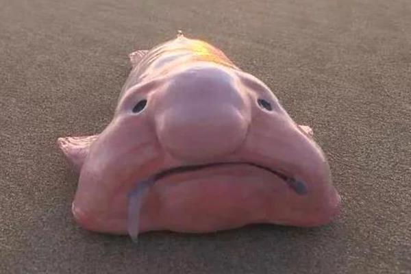 水滴鱼是什么鱼，又名忧伤鱼或软隐棘杜父鱼