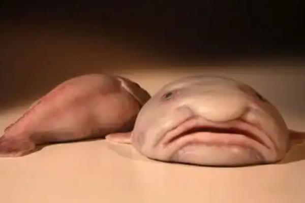 水滴鱼是什么鱼，又名忧伤鱼或软隐棘杜父鱼