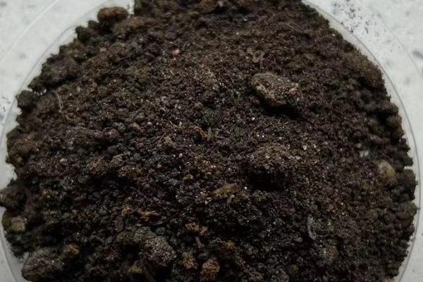 玫瑰苗的成活方法,春秋季节每周浇水1-2次