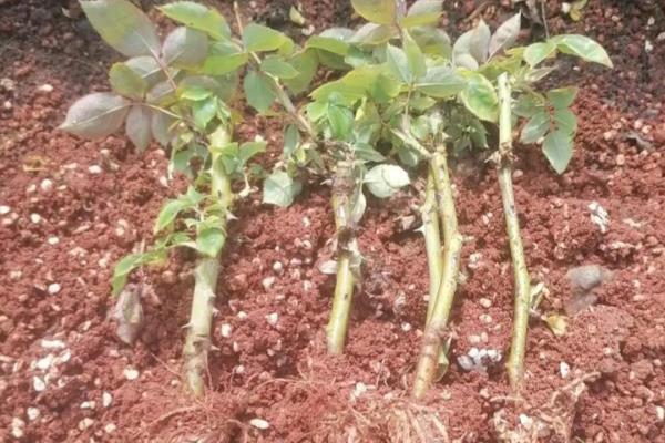 玫瑰苗的成活方法,春秋季节每周浇水1-2次