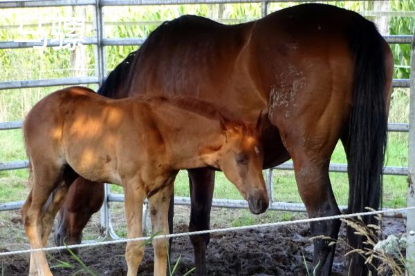 驴和马的后代是什么，会产下马骡或驴骡