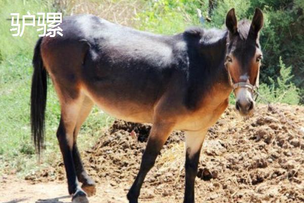 驴和马的后代是什么，会产下马骡或驴骡