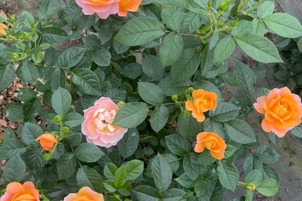 欧月月季花如何养殖，要及时浇水保持土壤湿润