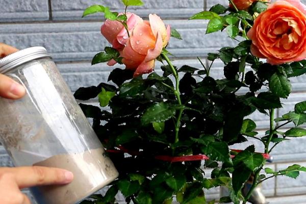 欧月月季花如何养殖，要及时浇水保持土壤湿润