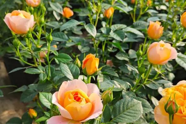 欧月月季花如何养殖，要及时浇水保持土壤湿润