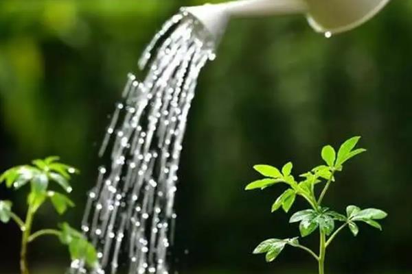 玫瑰苗的成活方法,春秋季节每周浇水1-2次