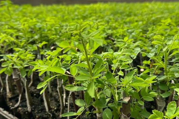 玫瑰苗的成活方法,春秋季节每周浇水1-2次