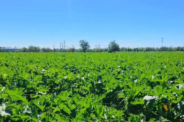 种植西葫芦的要点,苗期把温度保持在25℃左右