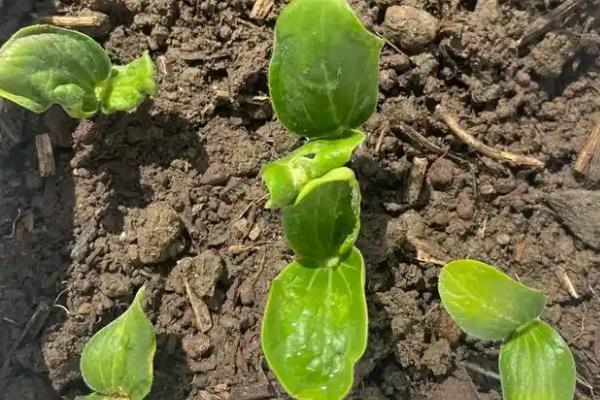 种植西葫芦的要点,苗期把温度保持在25℃左右