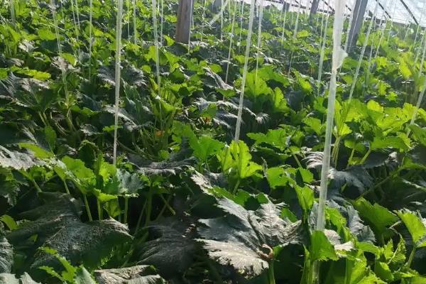 种植西葫芦的要点,苗期把温度保持在25℃左右