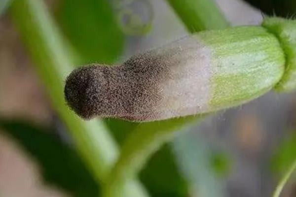 种植西葫芦的要点,苗期把温度保持在25℃左右