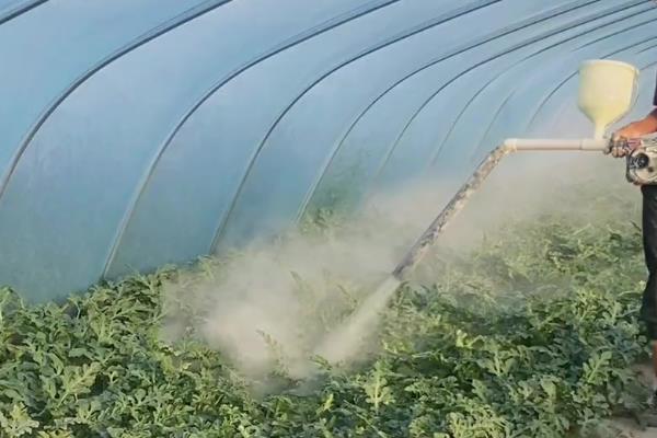 种植西葫芦的要点,苗期把温度保持在25℃左右