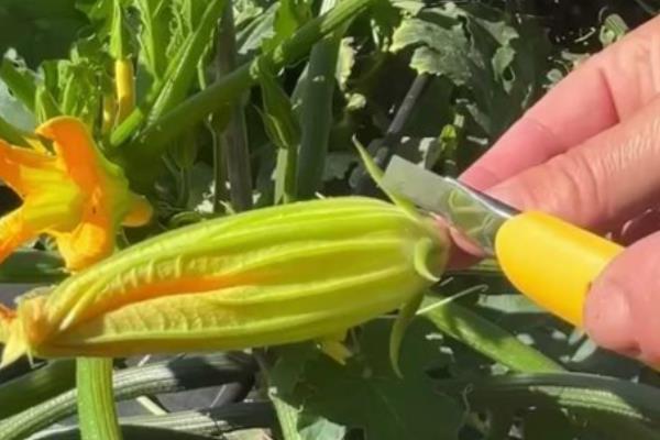 种植西葫芦的要点,苗期把温度保持在25℃左右