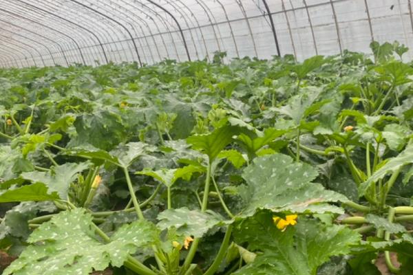 种植西葫芦的要点,苗期把温度保持在25℃左右