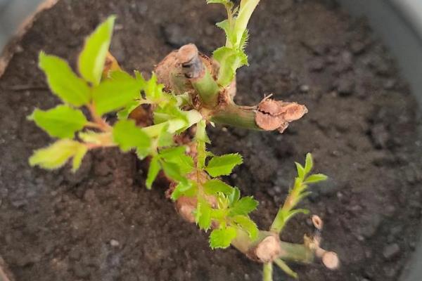 玫瑰苗的成活方法,春秋季节每周浇水1-2次