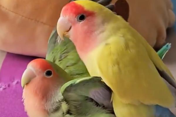 鹦鹉踩背几次才会下蛋，下蛋和踩背几次无关