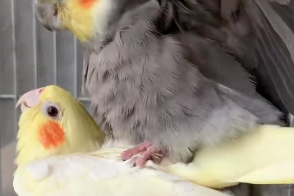 鹦鹉踩背几次才会下蛋，下蛋和踩背几次无关