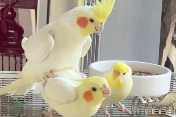 鹦鹉踩背几次才会下蛋，下蛋和踩背几次无关