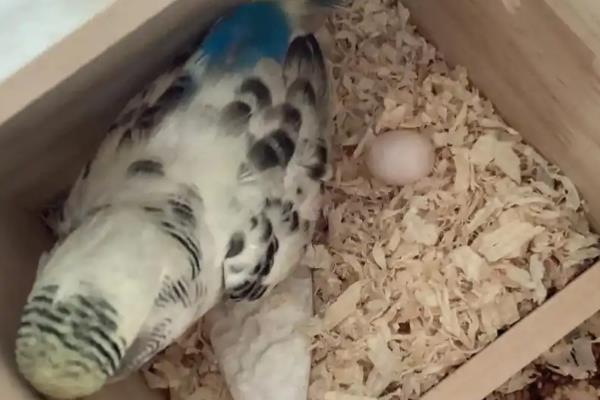 鹦鹉踩背几次才会下蛋，下蛋和踩背几次无关