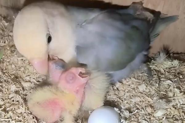 鹦鹉踩背几次才会下蛋，下蛋和踩背几次无关