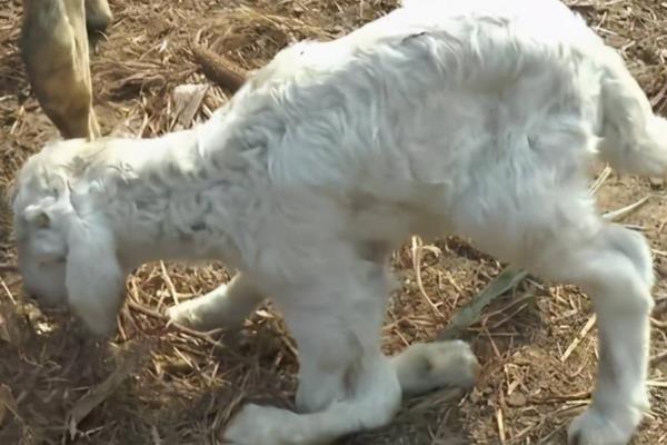 小羊羔喘气急促站不起来的原因，可能是得了小叶性肺炎