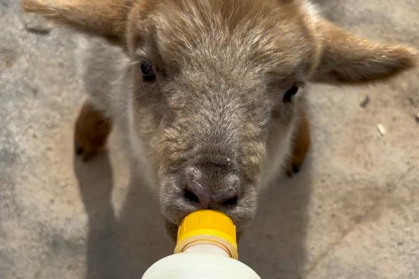 小羊羔喘气急促站不起来的原因，可能是得了小叶性肺炎