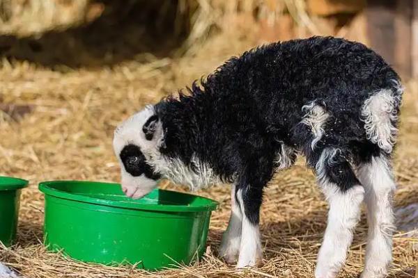 小羊羔喘气急促站不起来的原因，可能是得了小叶性肺炎