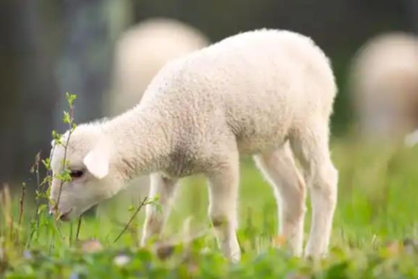 小羊羔喘气急促站不起来的原因，可能是得了小叶性肺炎