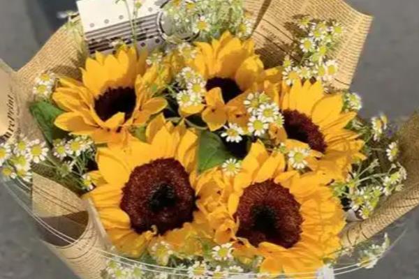 向日葵加小雏菊的花语是什么，寓意沉默的爱、追求爱情等