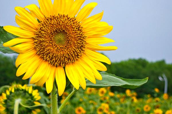 向日葵加小雏菊的花语是什么，寓意沉默的爱、追求爱情等