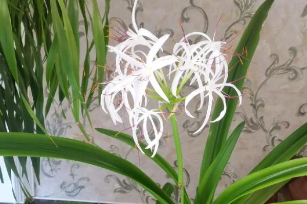 文殊兰开花有什么寓意，代表福降人间、开启智慧人生