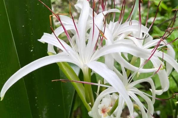 文殊兰开花有什么寓意，代表福降人间、开启智慧人生