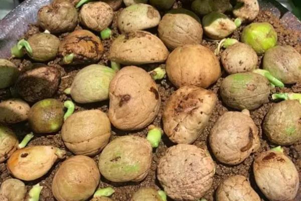 文殊兰开花有什么寓意，代表福降人间、开启智慧人生