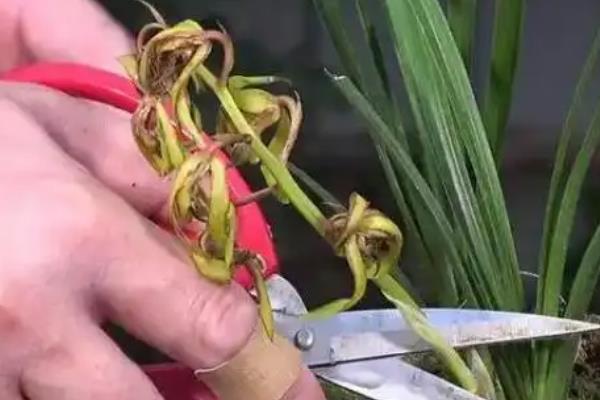 文殊兰开花有什么寓意，代表福降人间、开启智慧人生