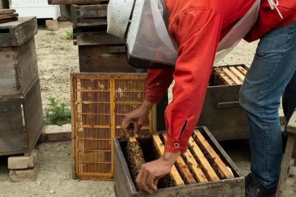 蜂箱15元一个是不是真的，基本上是不可能的