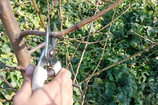 冬季桃树的修剪方法,要在12月份进行