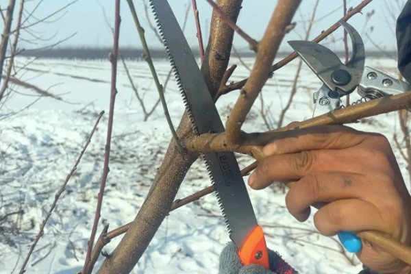 冬季桃树的修剪方法,要在12月份进行