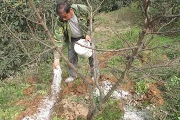 冬季桃树的修剪方法,要在12月份进行