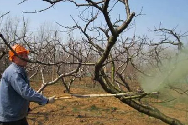冬季桃树的修剪方法,要在12月份进行