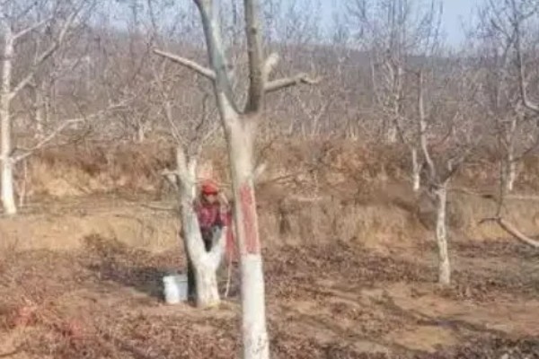 冬季桃树的修剪方法,要在12月份进行