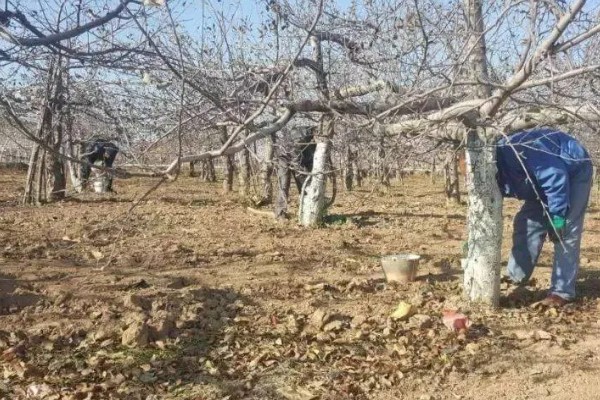 冬季桃树的修剪方法,要在12月份进行