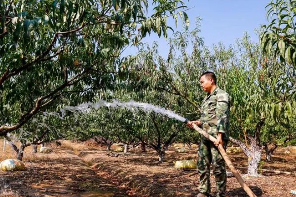冬季桃树的修剪方法,要在12月份进行