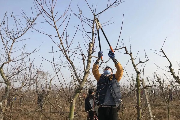 冬季桃树的修剪方法,要在12月份进行