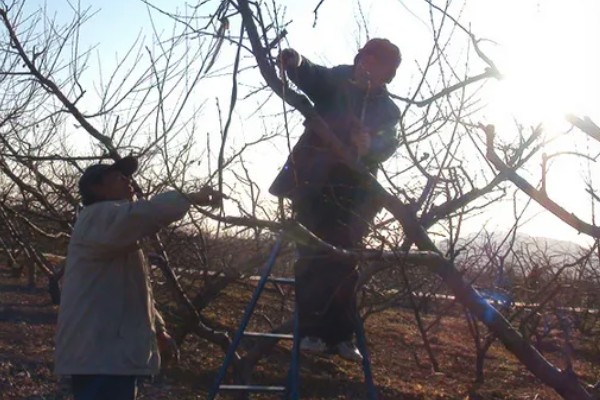 冬季桃树的修剪方法,要在12月份进行
